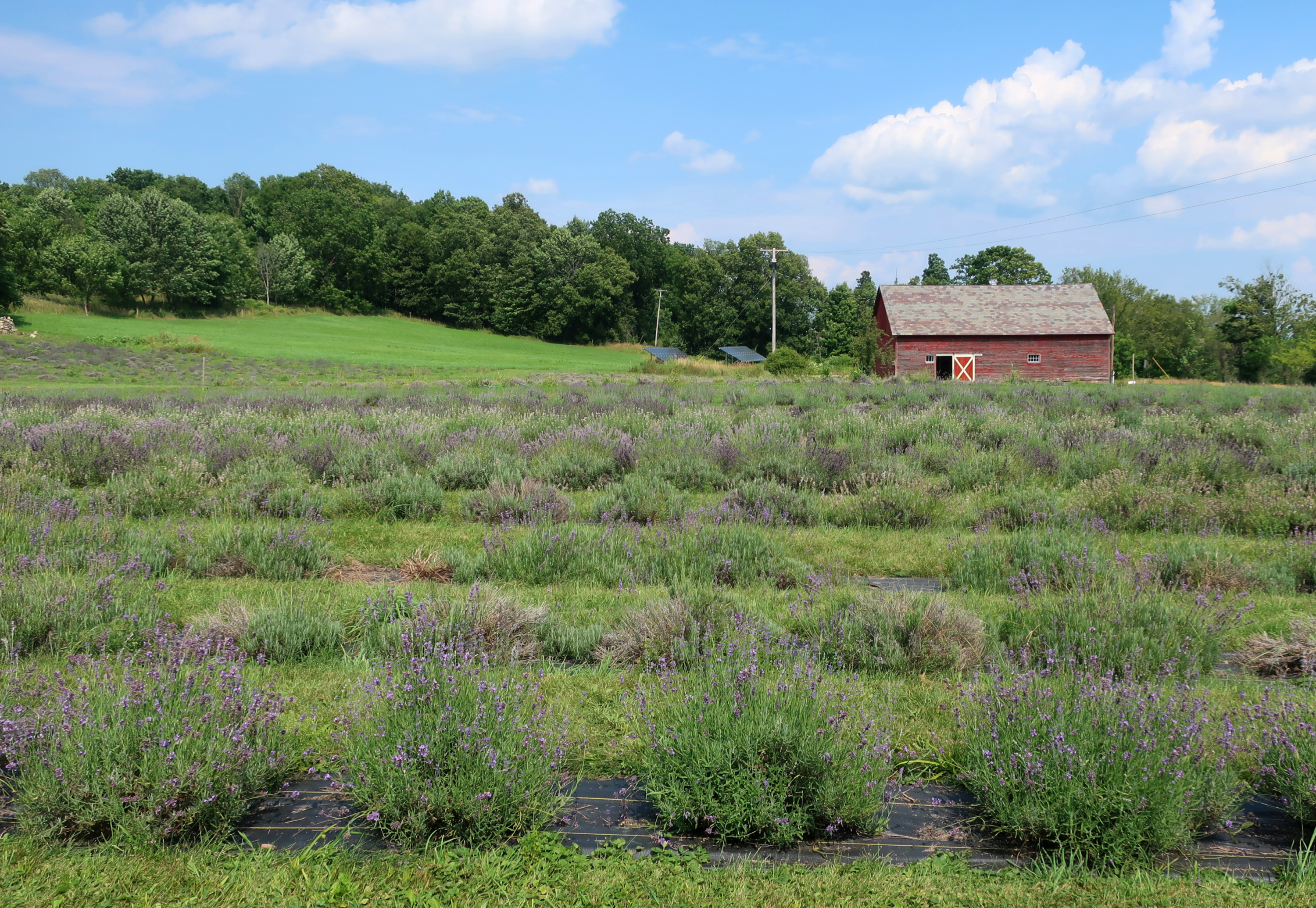 economic-and-social-impact-of-family-farms-and-their-loss-the