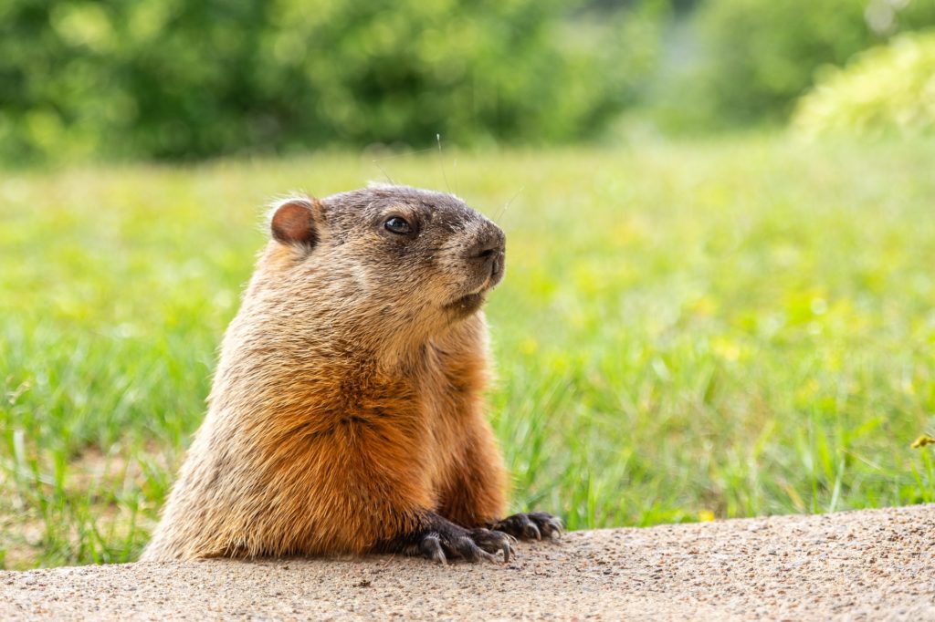 What Is The Main Purpose Of Groundhog Day