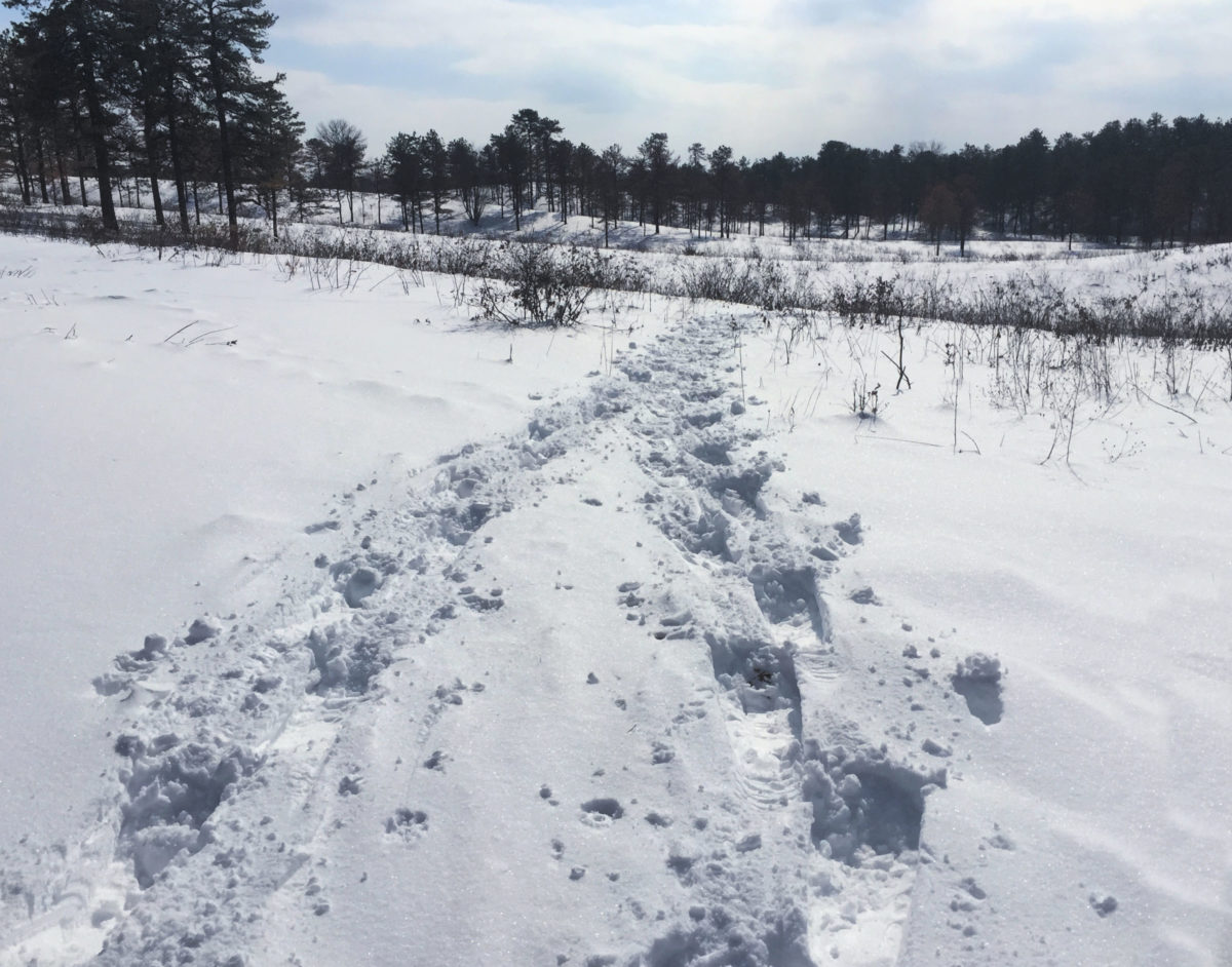 Albany Pine Bush, NY A Nation of Moms