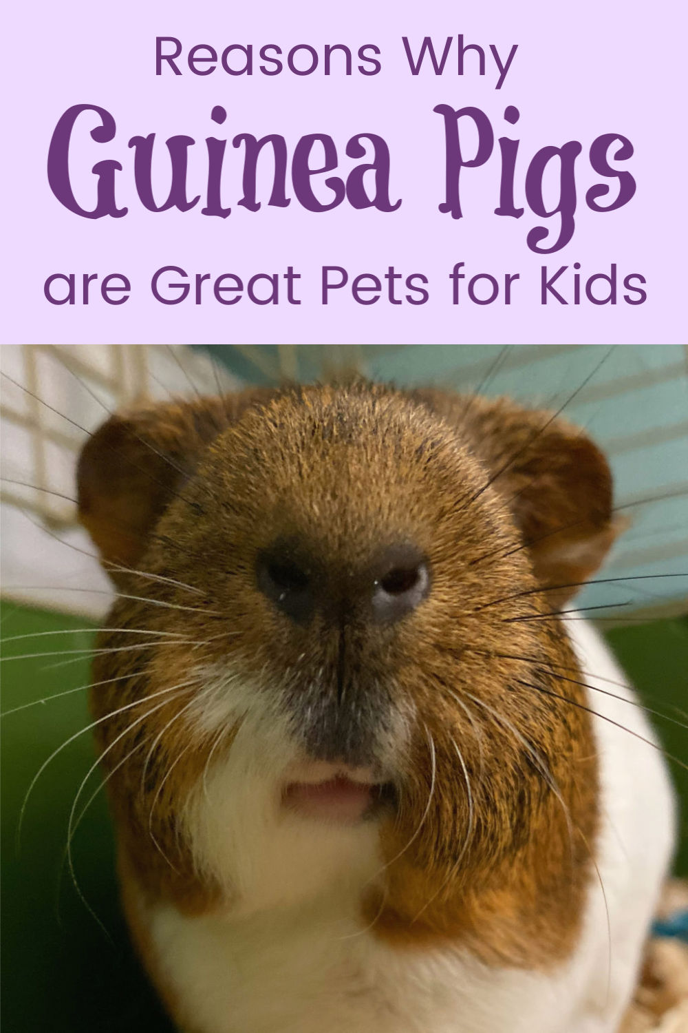 Why Guinea Pigs Make Great Pets for Kids A Nation of Moms