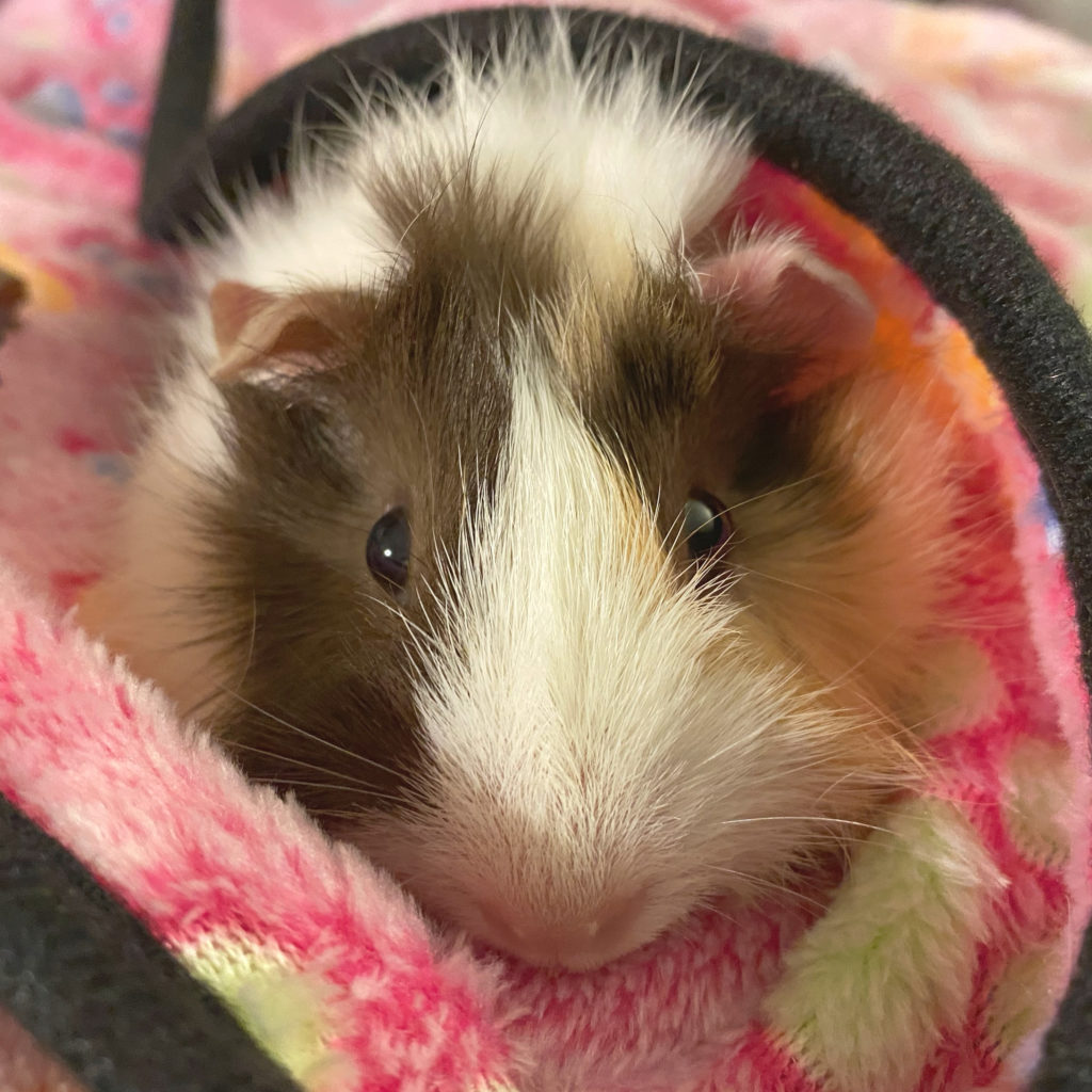 National Guinea Pig Appreciation Day! July 16 A Nation of Moms