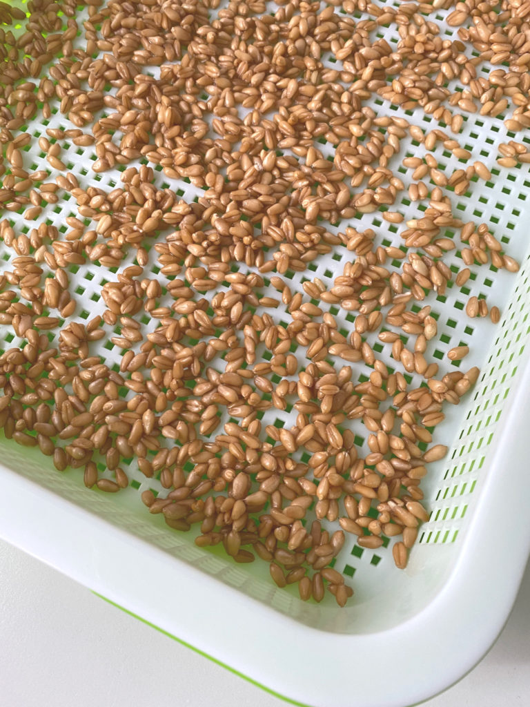 How to Grow Grass for Guinea Pigs Using Seed Sprouting Trays A Nation