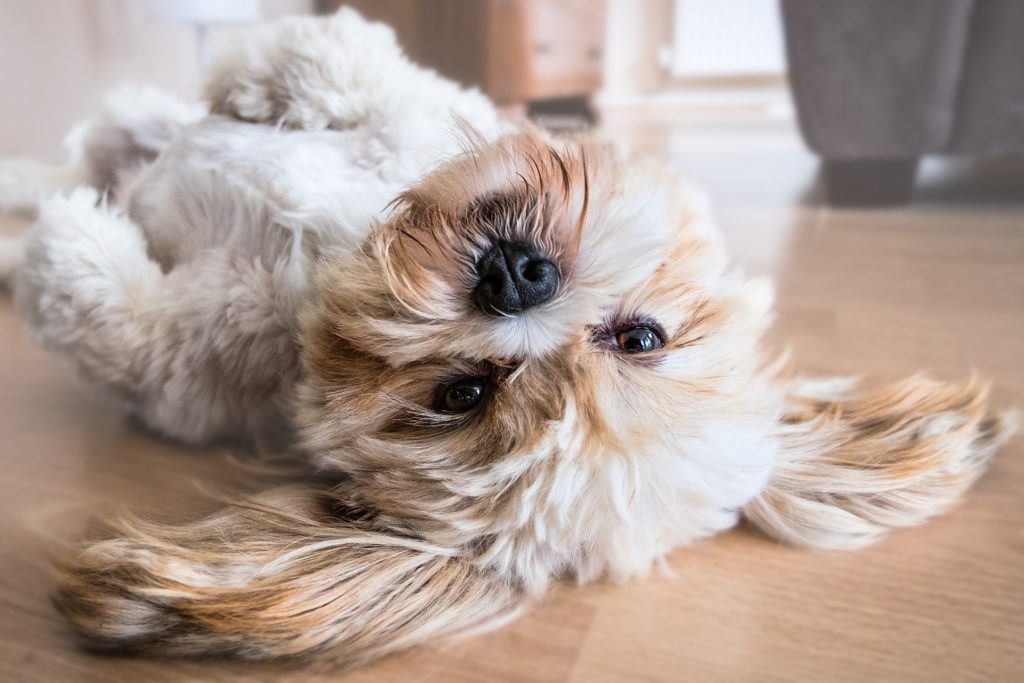 How Much Does Dog Grooming Cost? A Guide on the Average Prices - A