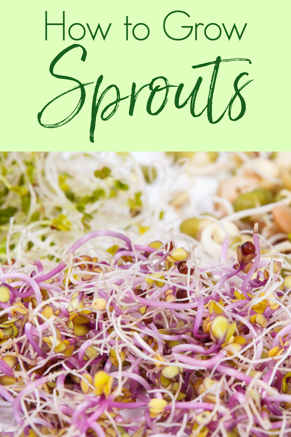 The Basics Of Growing Your Own Sprouts - A Nation Of Moms