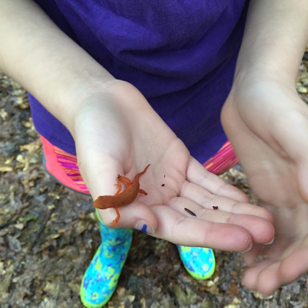 Girl holding an orange salamander in her hands.