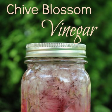 Chive Blossom Vinegar