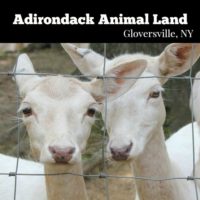 Adirondack Animal Land - Gloversville, NY