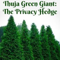 Thuja Green Giant Arborvitae