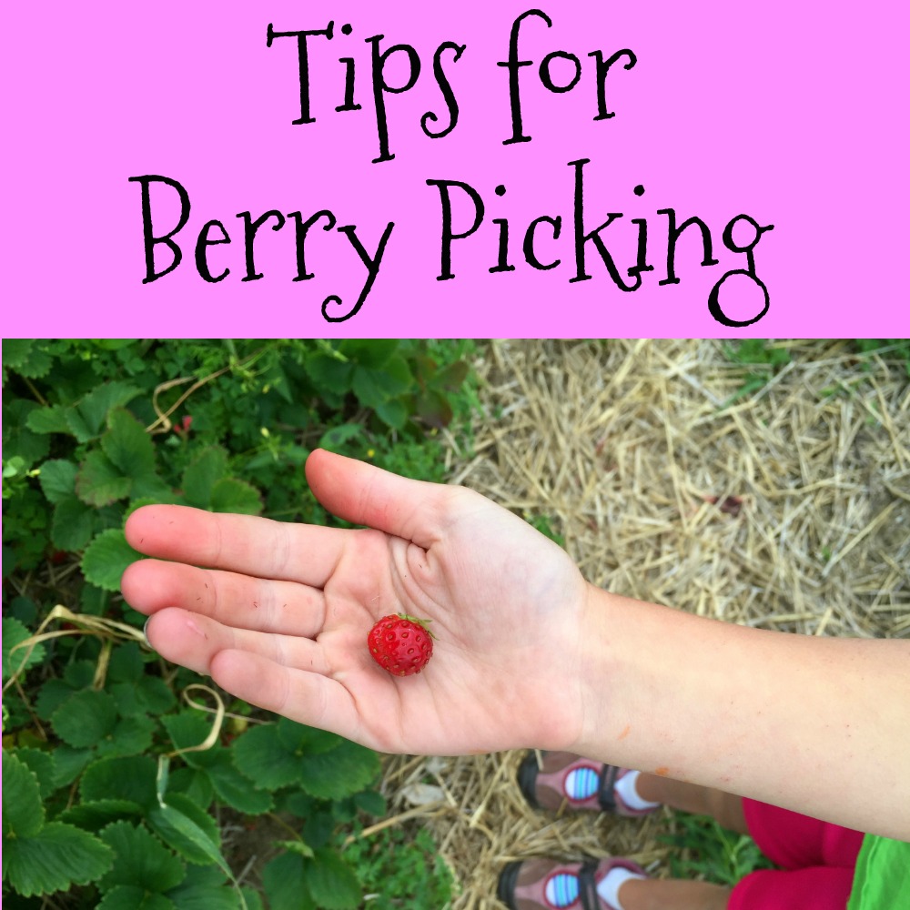 Tips for Berry Picking A Nation of Moms