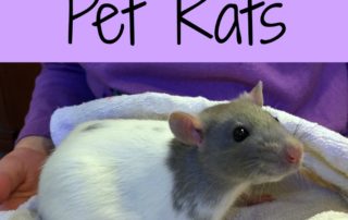 Pet Rats