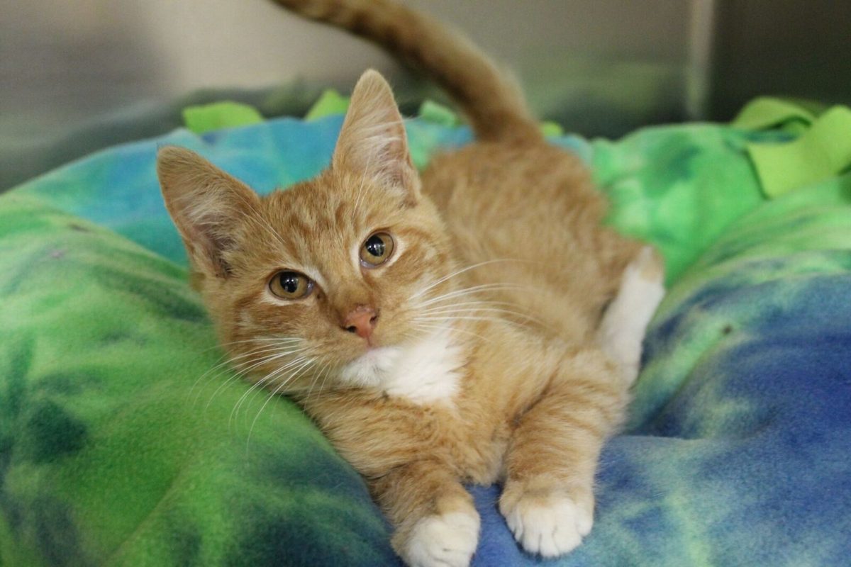 Scotties Facial Tissues Sponsors Cat & Kitten Adoptions A Nation of Moms