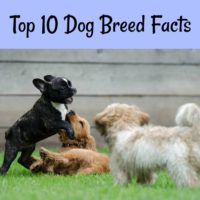 Top 10 dog breed facts