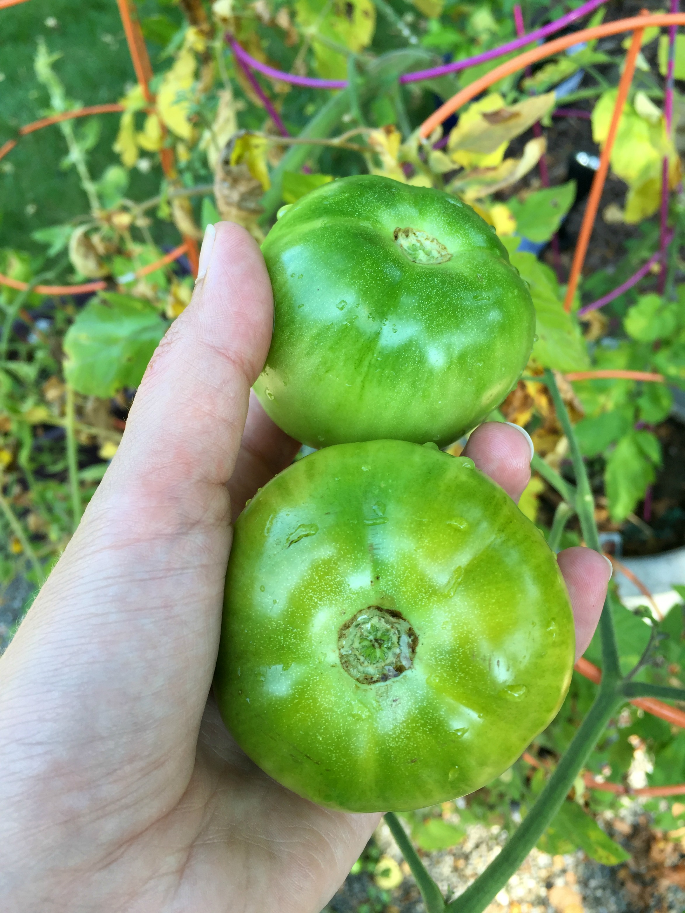 Fried Green Tomatoes - A Nation of Moms