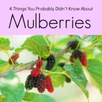 Mulberries