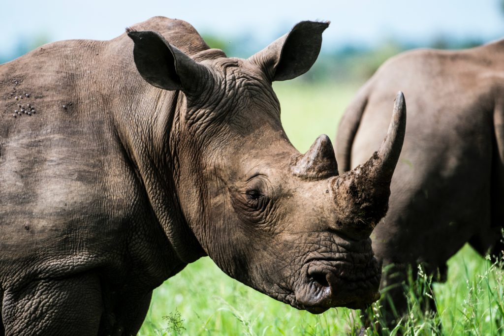 rhinoceros habitat