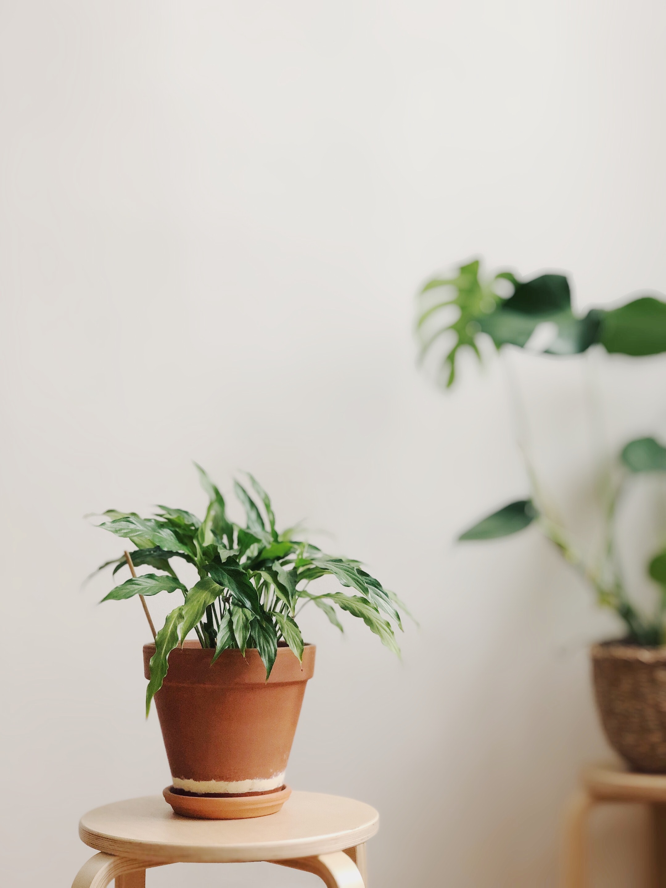 houseplant plant air quality home