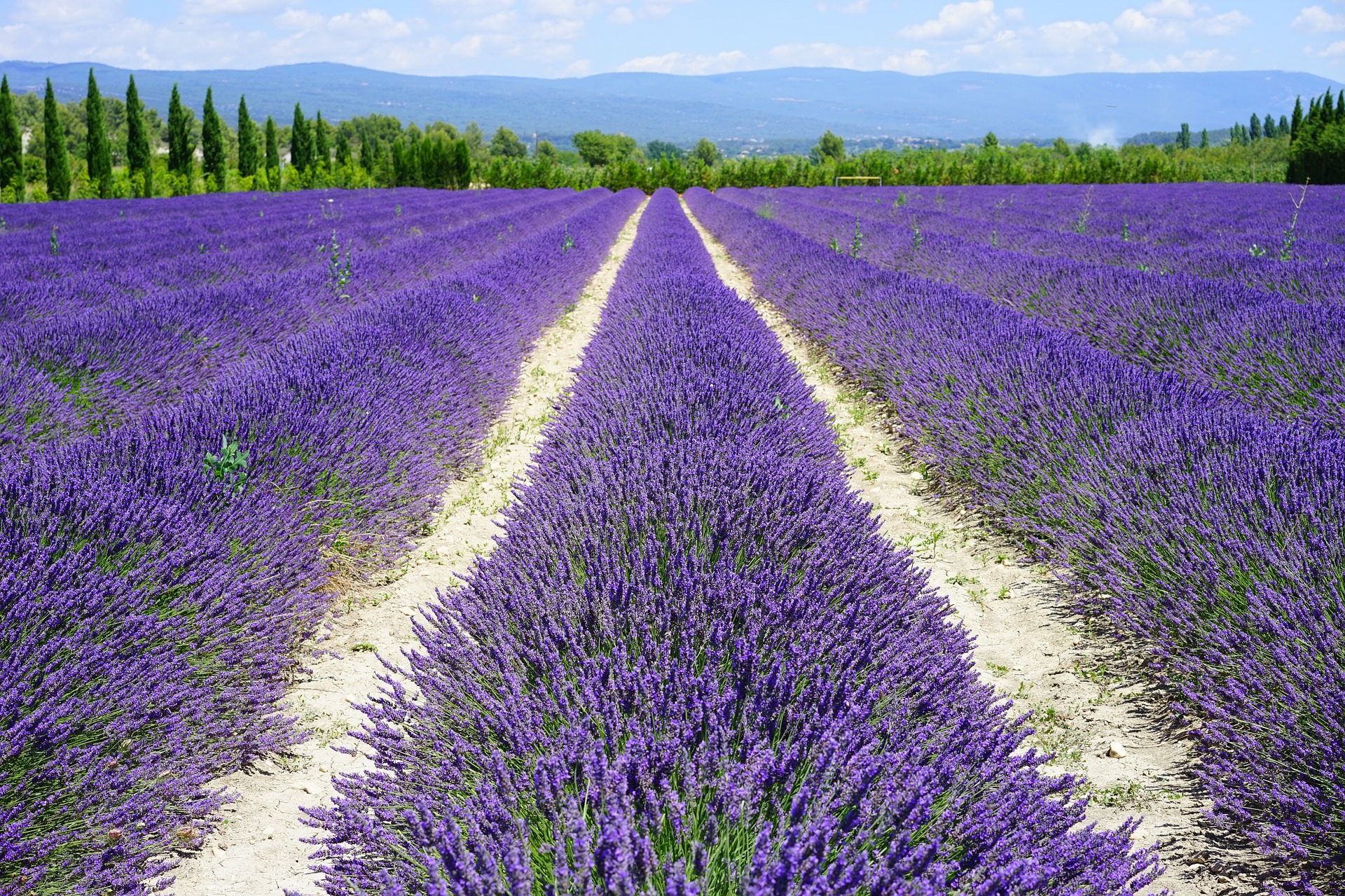 Lavender Field France