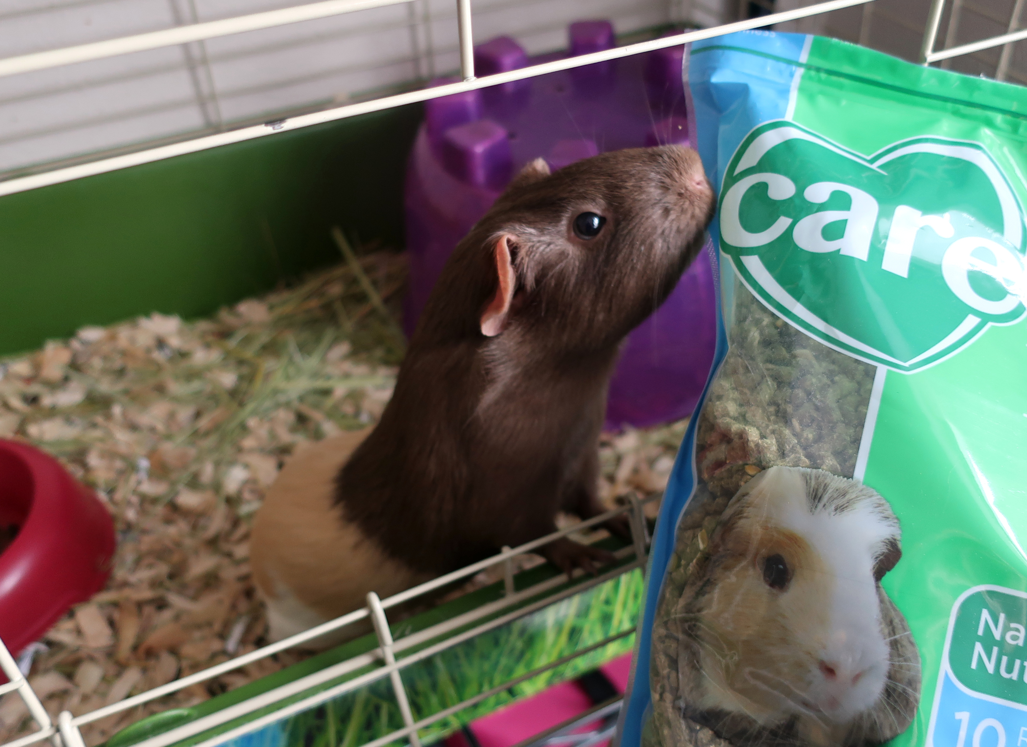 carefresh hamster food