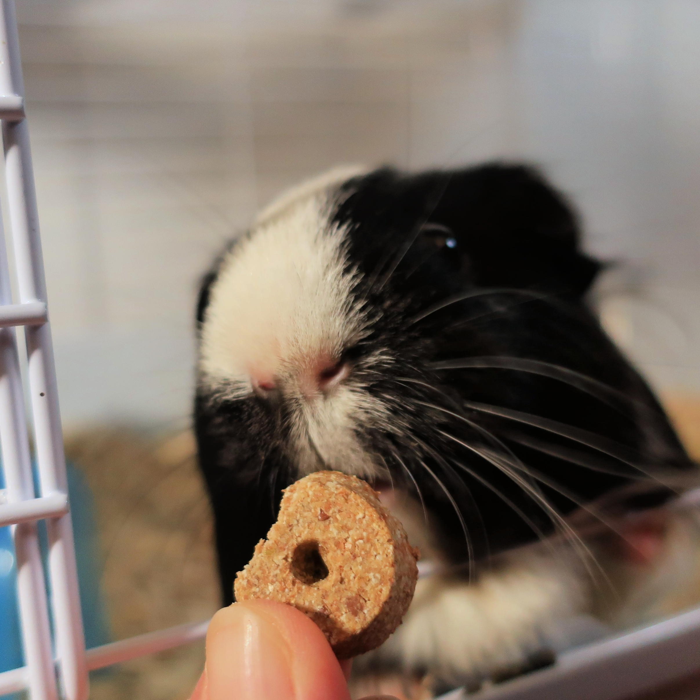 Chewy Pet Products guinea pig