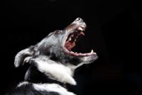 Dog barking and showing its teeth