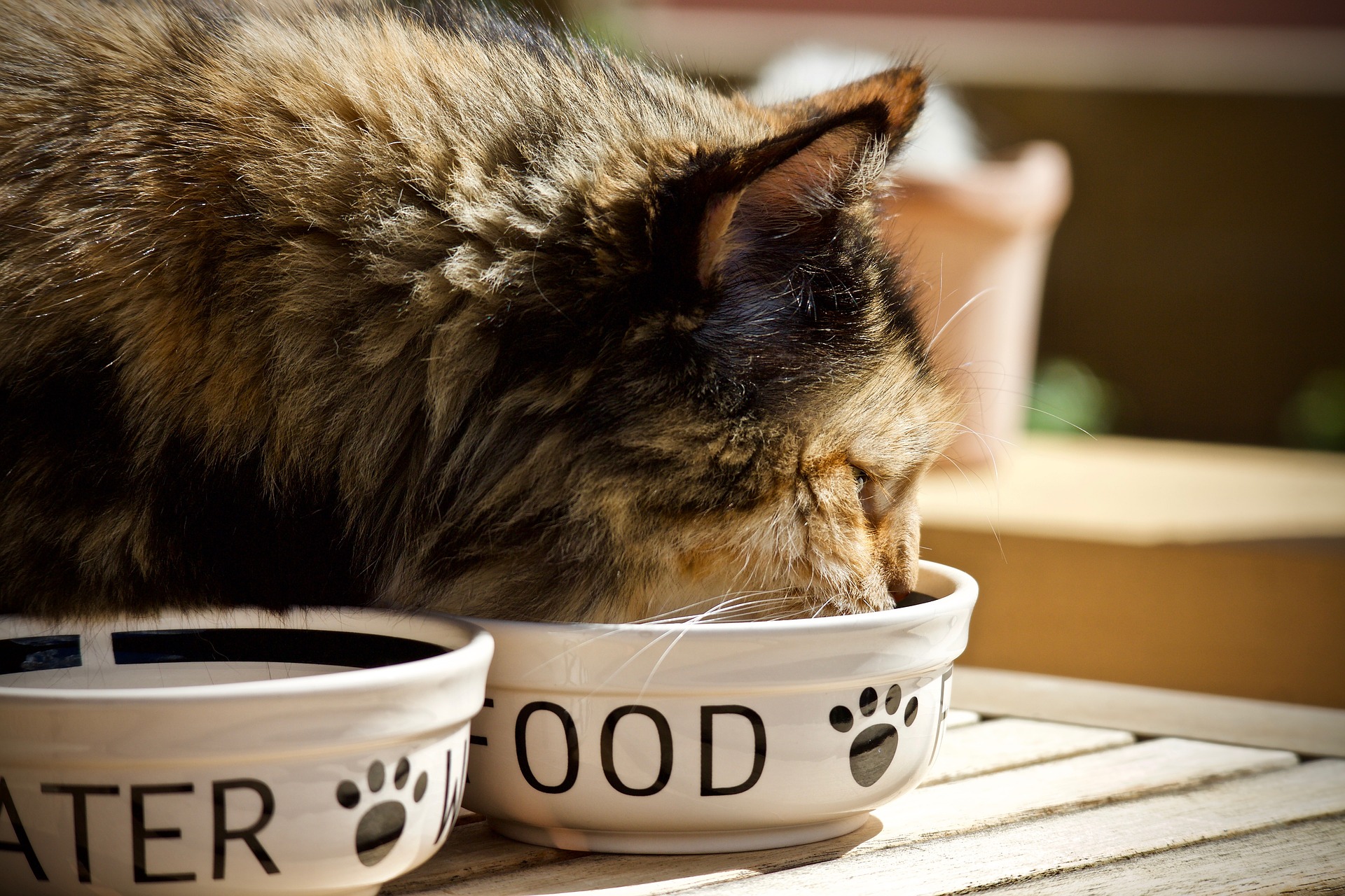 cat food bowl