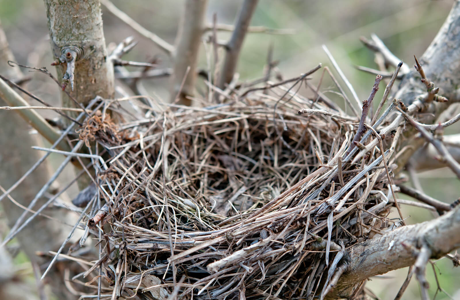Empty bird's nest in a tree.
