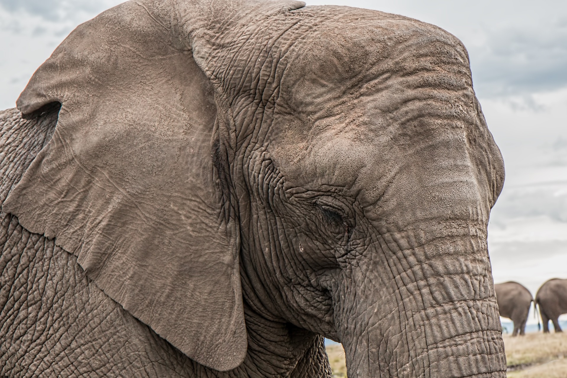 Closeup of an elephant face.