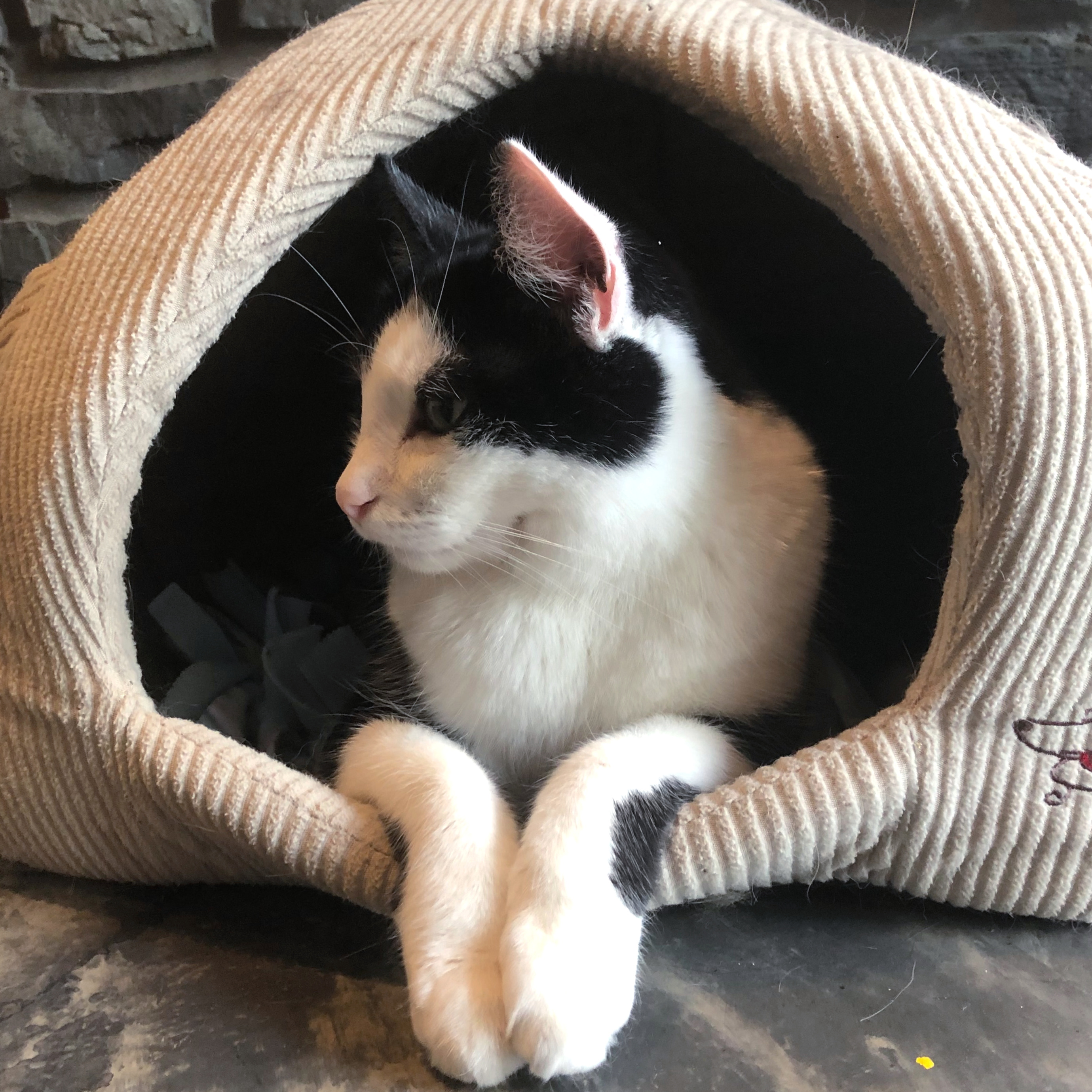 Cat in a cat bed at the Seattle Meowtropolitan Cat Cafe