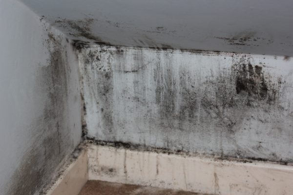 Is White Mold Dangerous The Serious Health Hazards Of Different Kinds Of Mold A Nation Of Moms