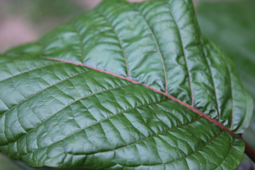 Closeup of a green kratom leaf.
