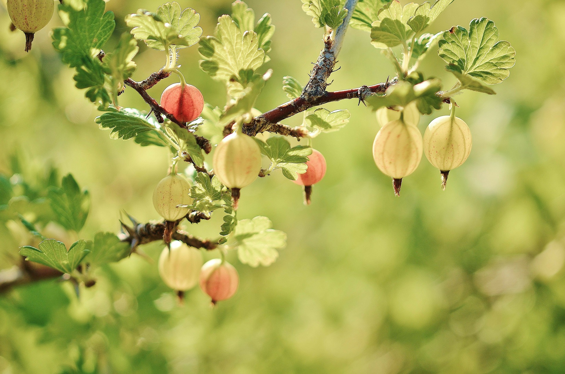 Closeup of a gooseberry plant in the sun.
