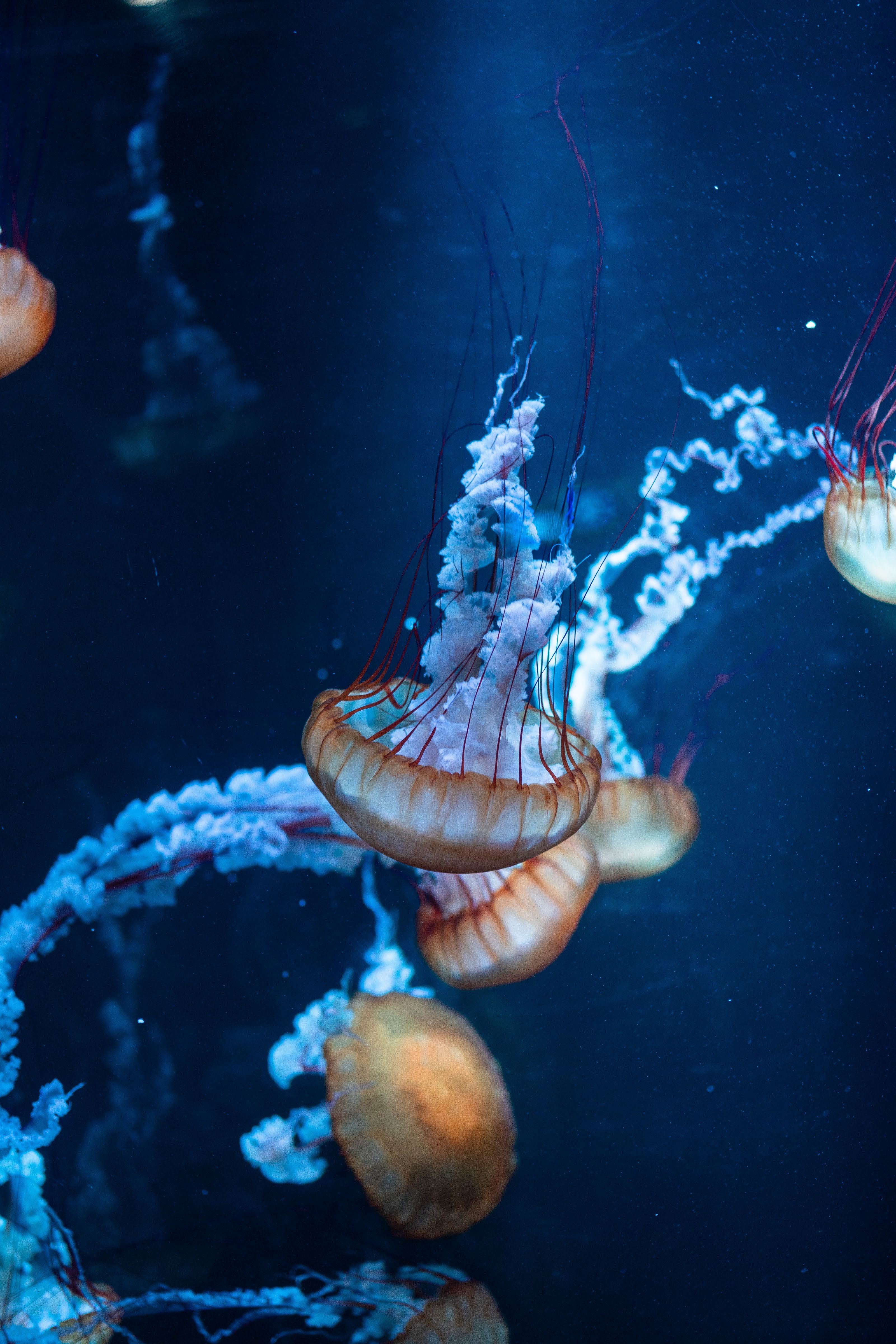 Jellyfish floating in an aquarium tank.