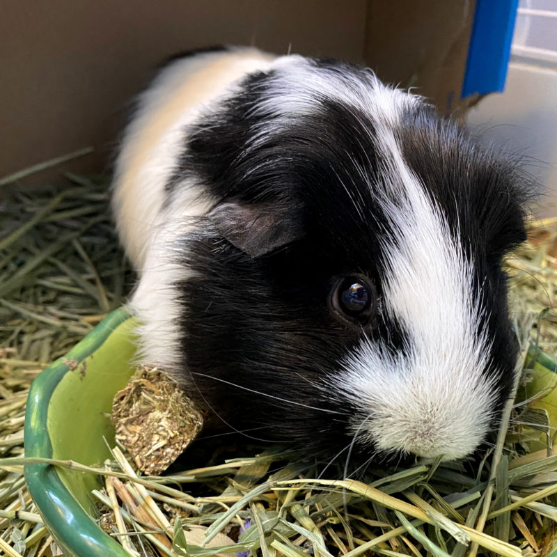 Why Guinea Pigs Make Great Pets for Kids A Nation of Moms