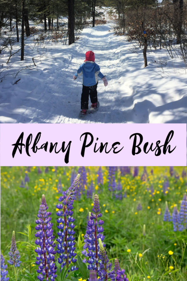 Albany Pine Bush, NY A Nation of Moms