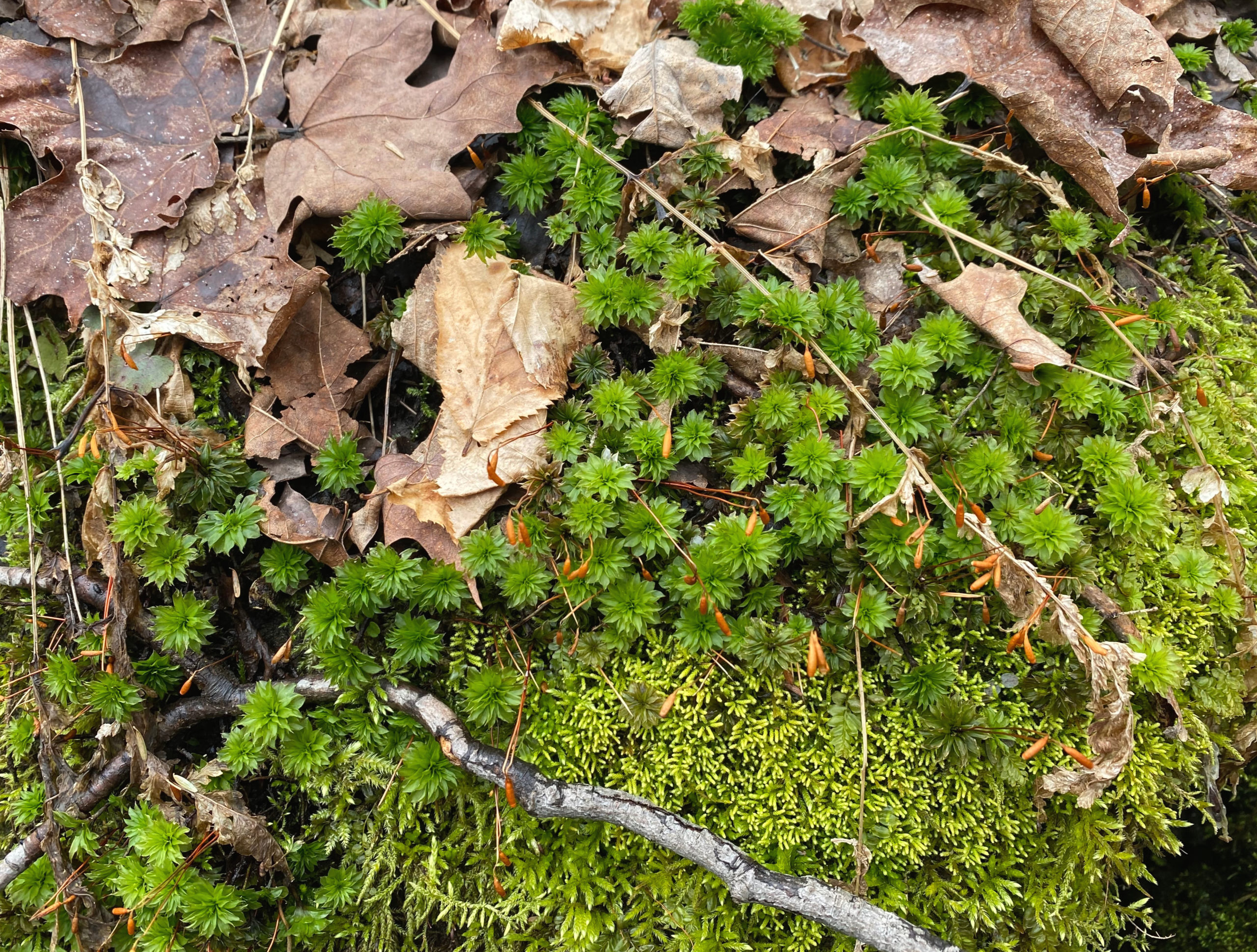 Limestone Rise Preserve, Knox, NY - A Nation of Moms