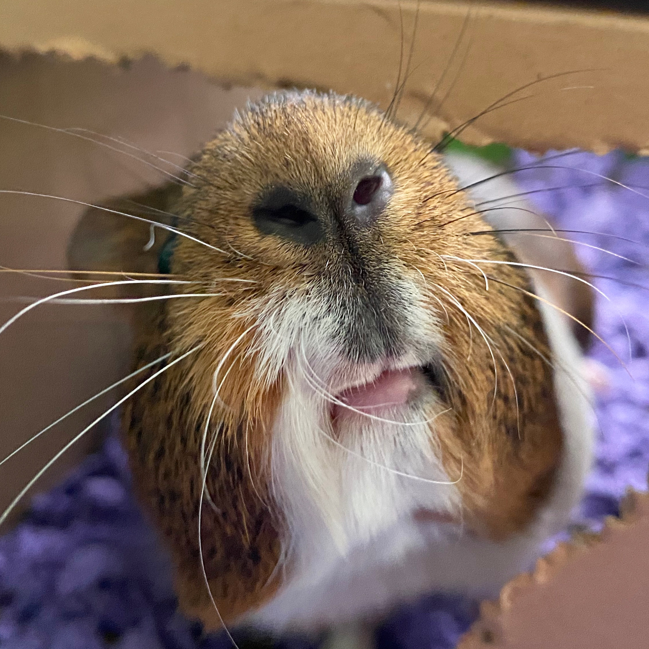Image showcasing How to Grow Grass for Guinea Pigs Using Seed Sprouting Trays - A Nation ...