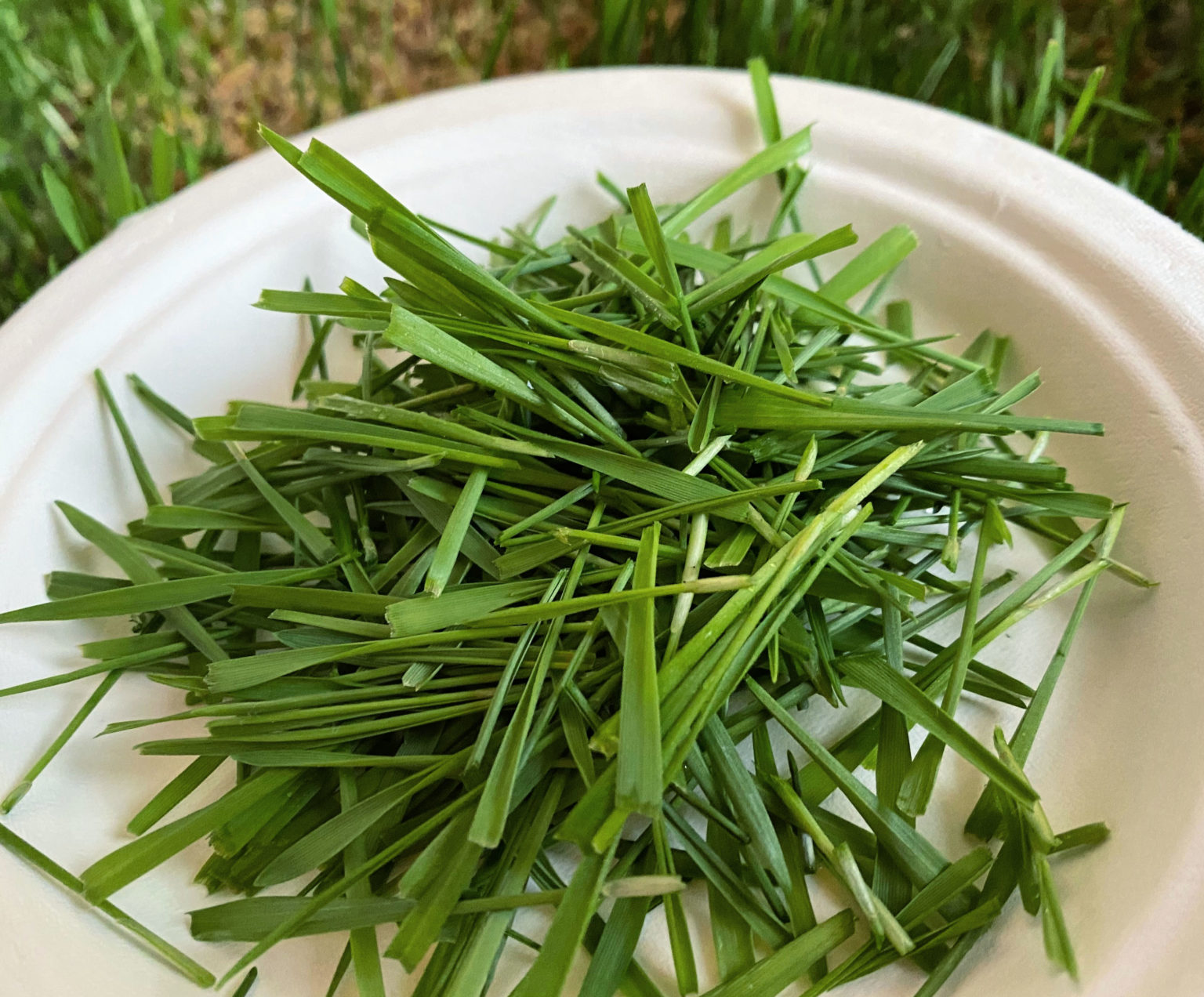 How to Grow Grass for Guinea Pigs Using Seed Sprouting Trays A Nation