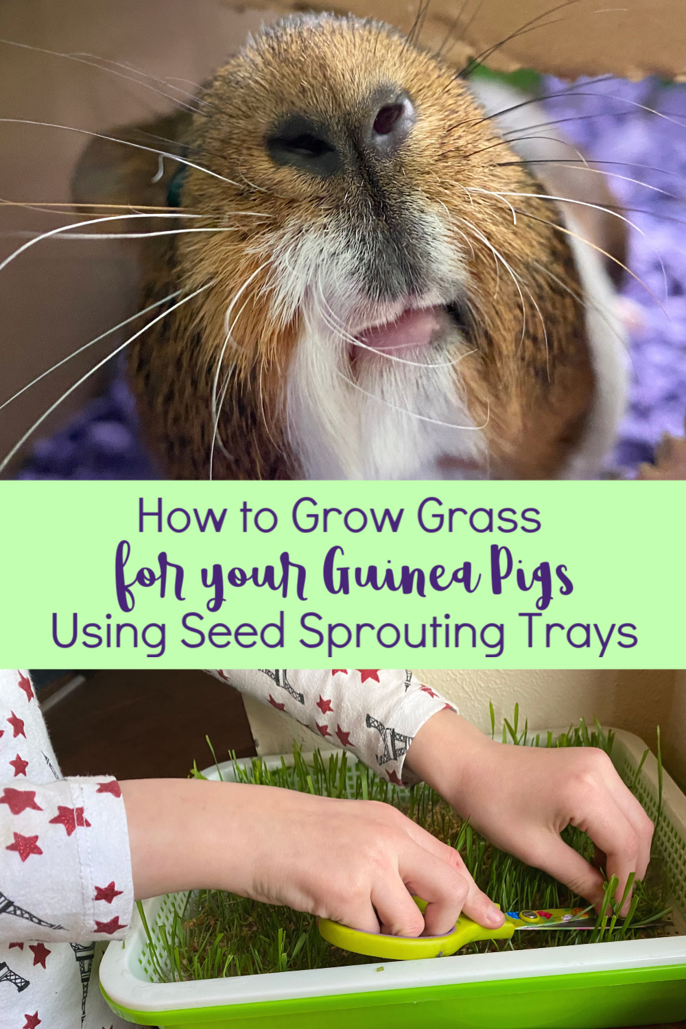 How to Grow Grass for Guinea Pigs Using Seed Sprouting Trays A Nation