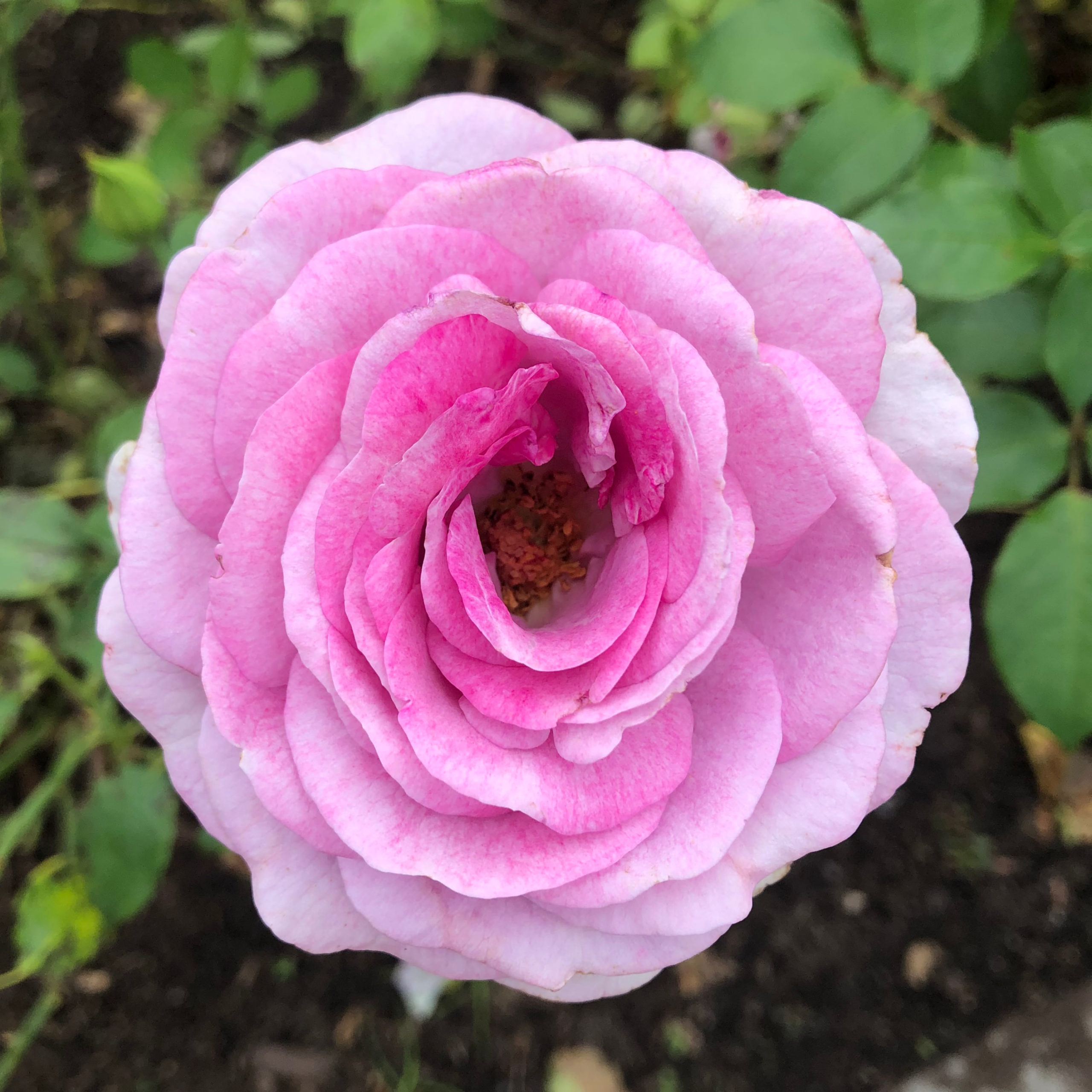 Central Park Rose Garden, Schenectady, NY - A Nation of Moms