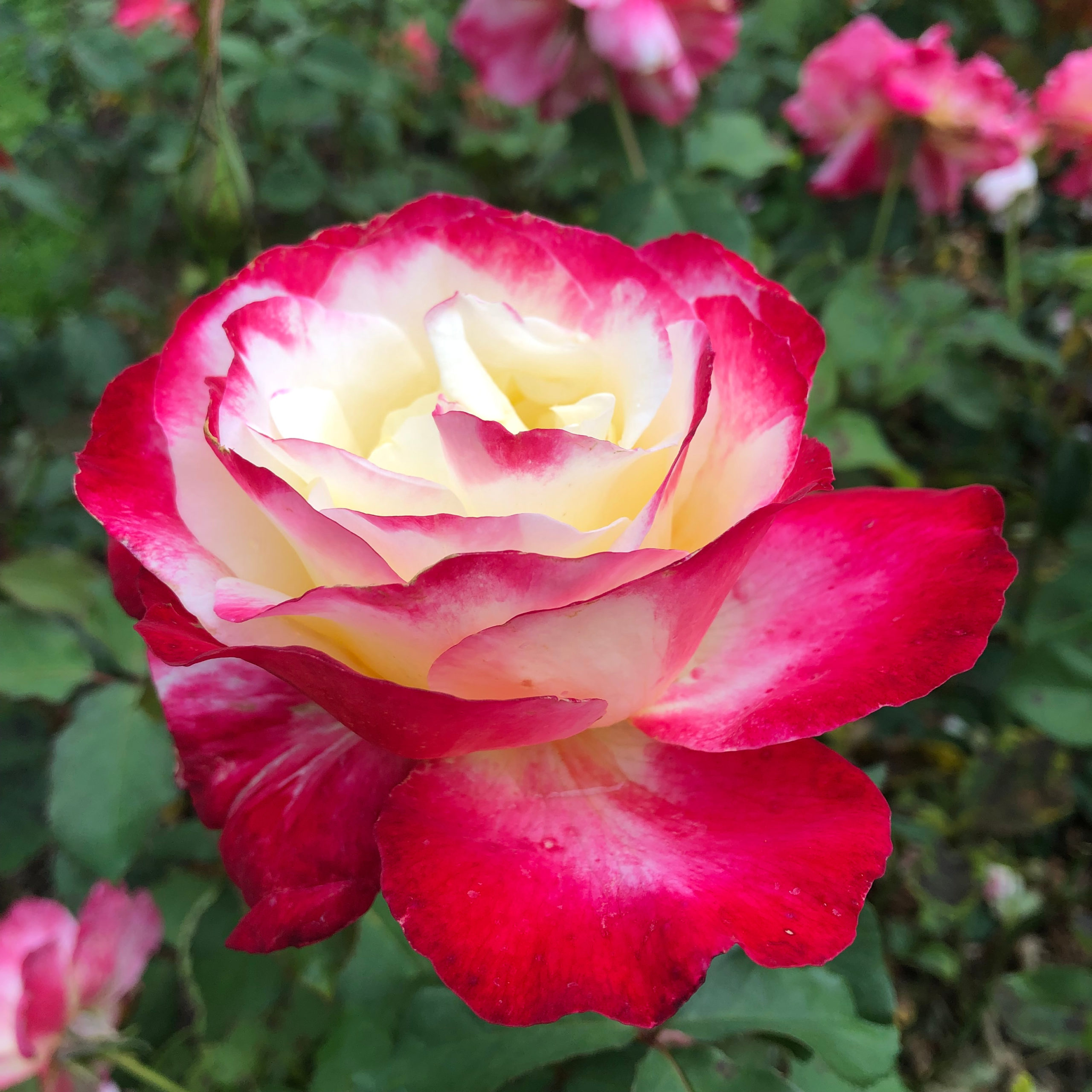 Central Park Rose Garden, Schenectady, NY - A Nation of Moms