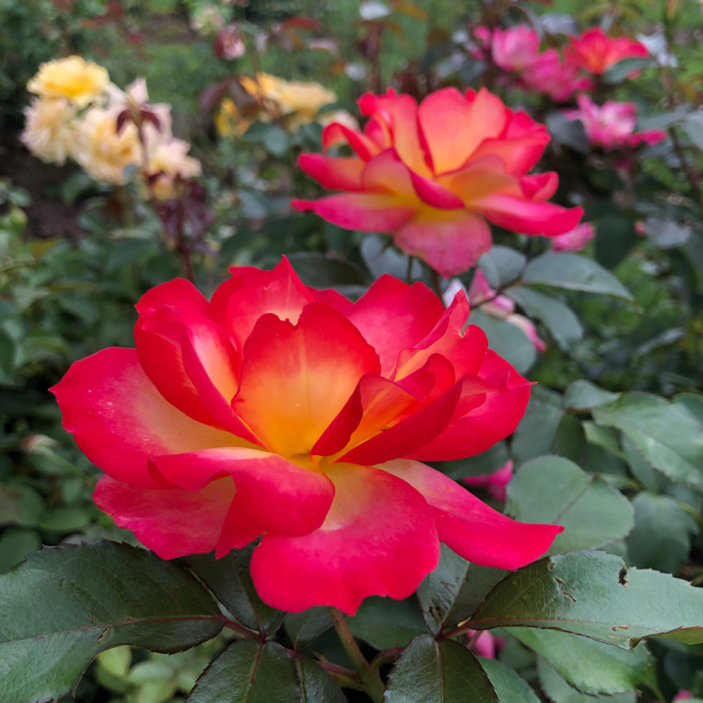 Central Park Rose Garden, Schenectady, NY - A Nation of Moms