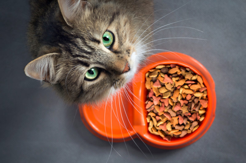 How To Find The Best Cat Food For Your Pet - A Nation of Moms