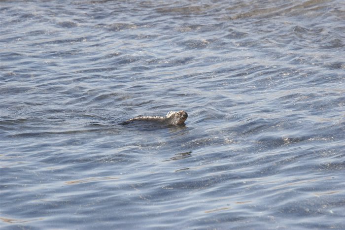 Galapagos Islands - A Nation of Moms