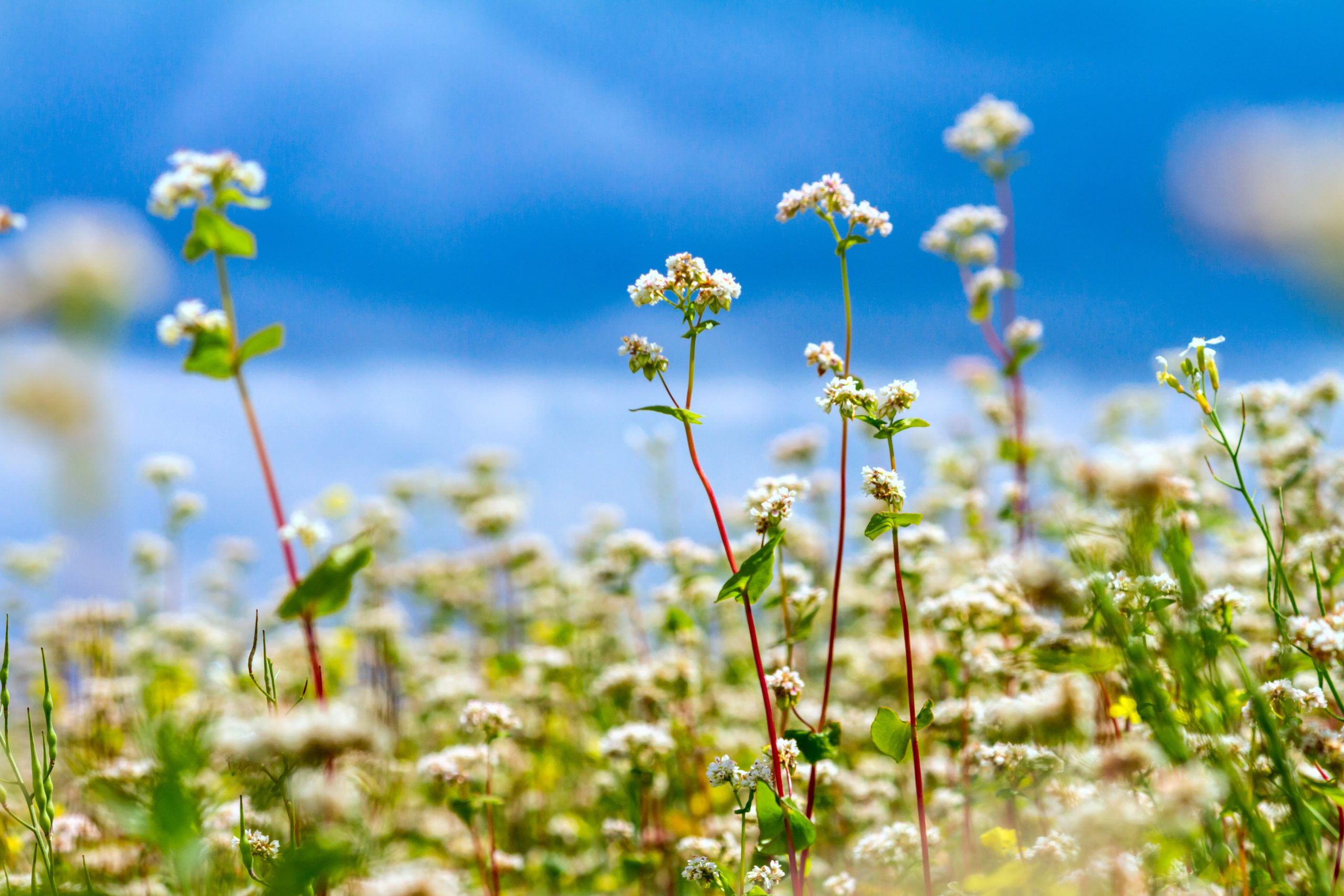10 Benefits Of Using A Buckwheat Pillow A Nation of Moms
