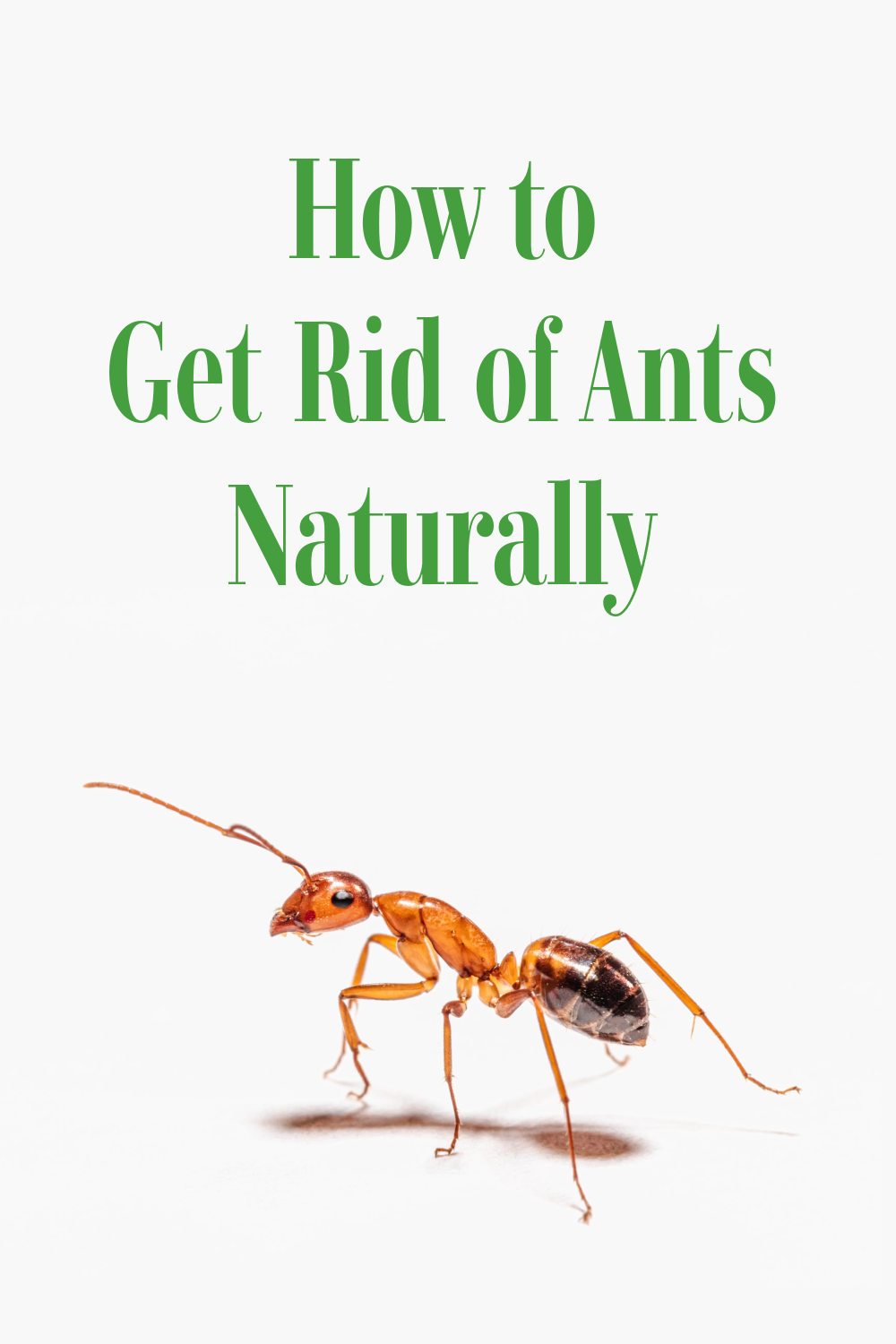 How to Get Rid of Ants Naturally - A Nation of Moms