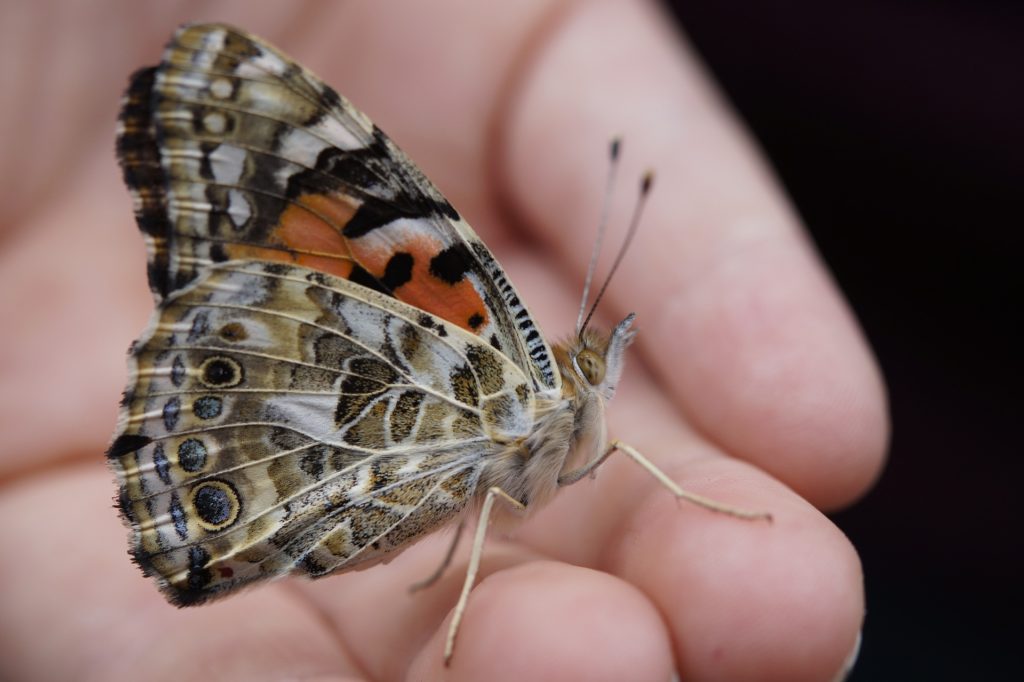 Butterfly Life Cycle Craft - A Nation of Moms