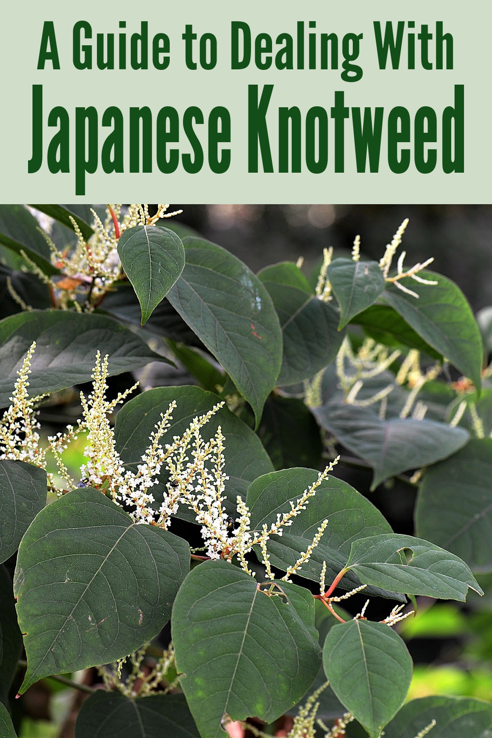 A Guide to Dealing with Japanese Knotweed - A Nation of Moms
