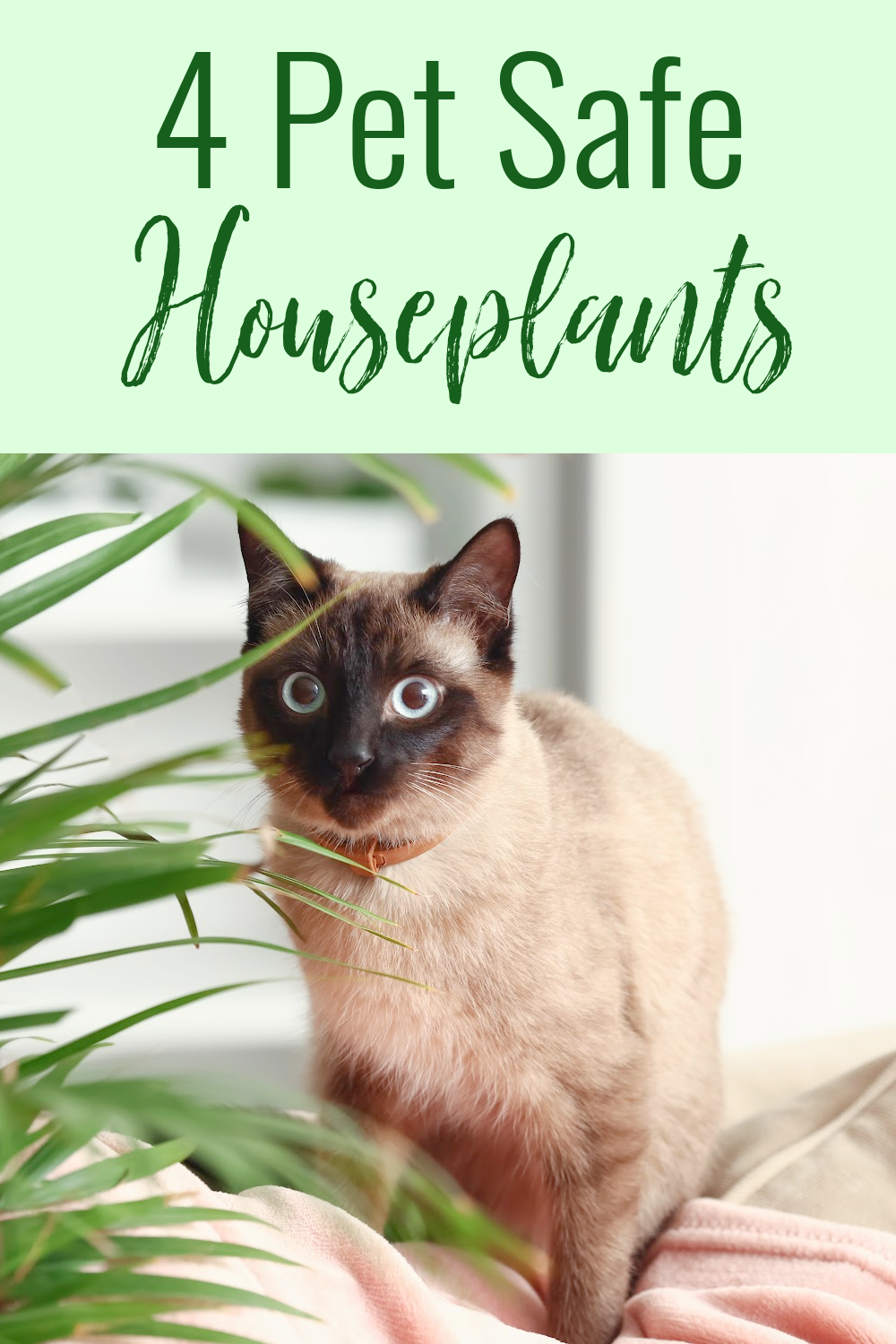 4 Pet Safe Houseplants A Nation of Moms