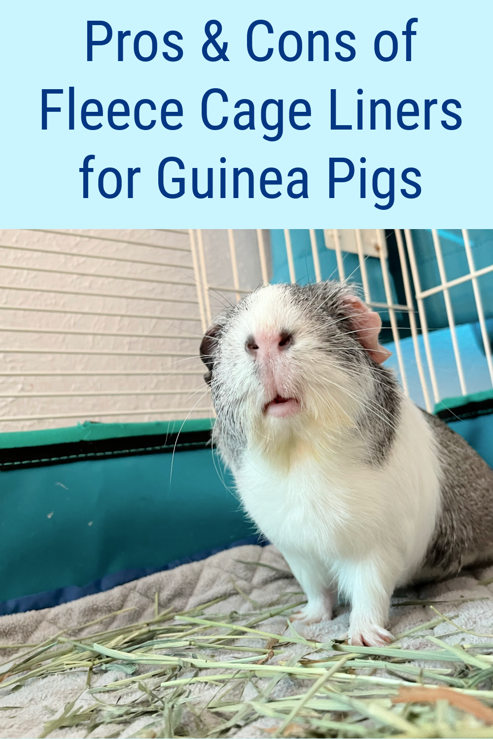 Guinea pig fashion eating fleece