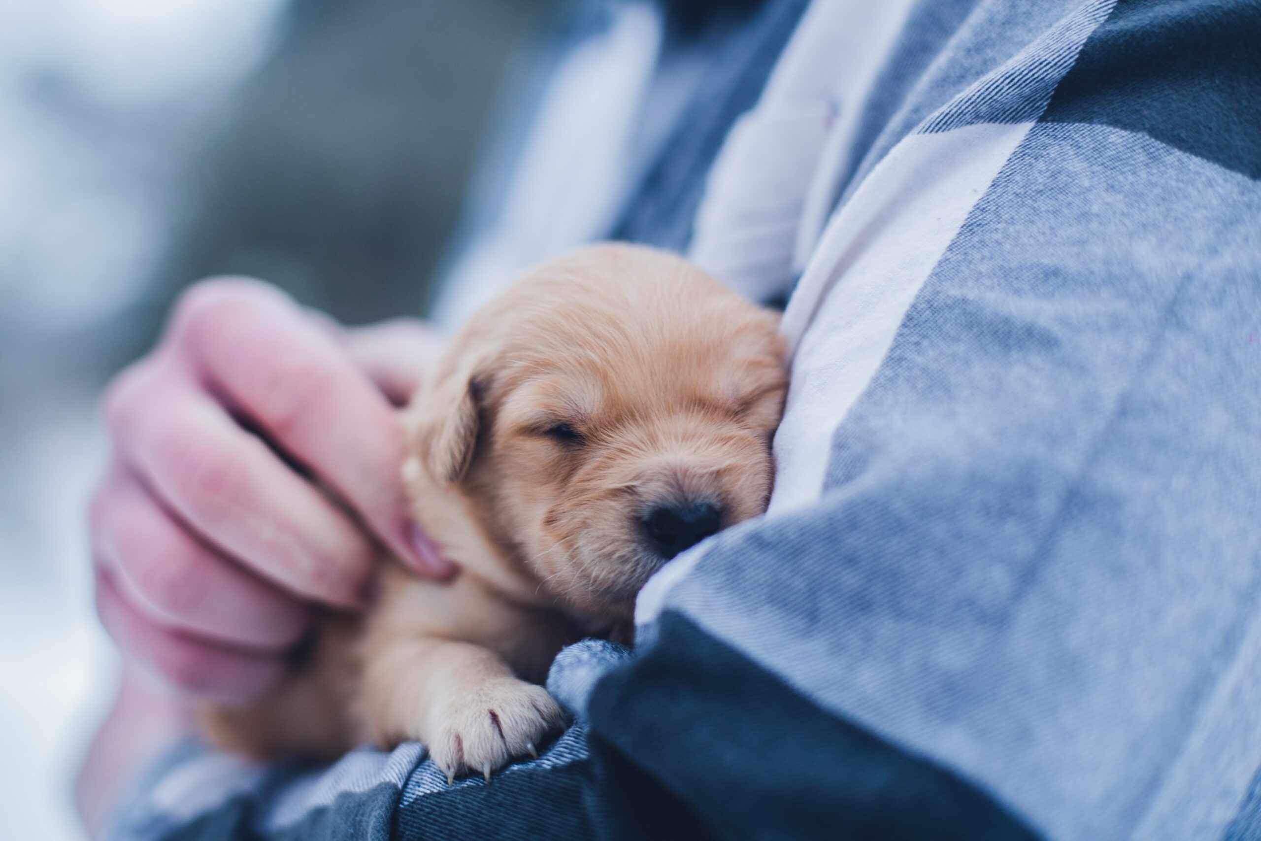 Puppy sleeping in someones arms.